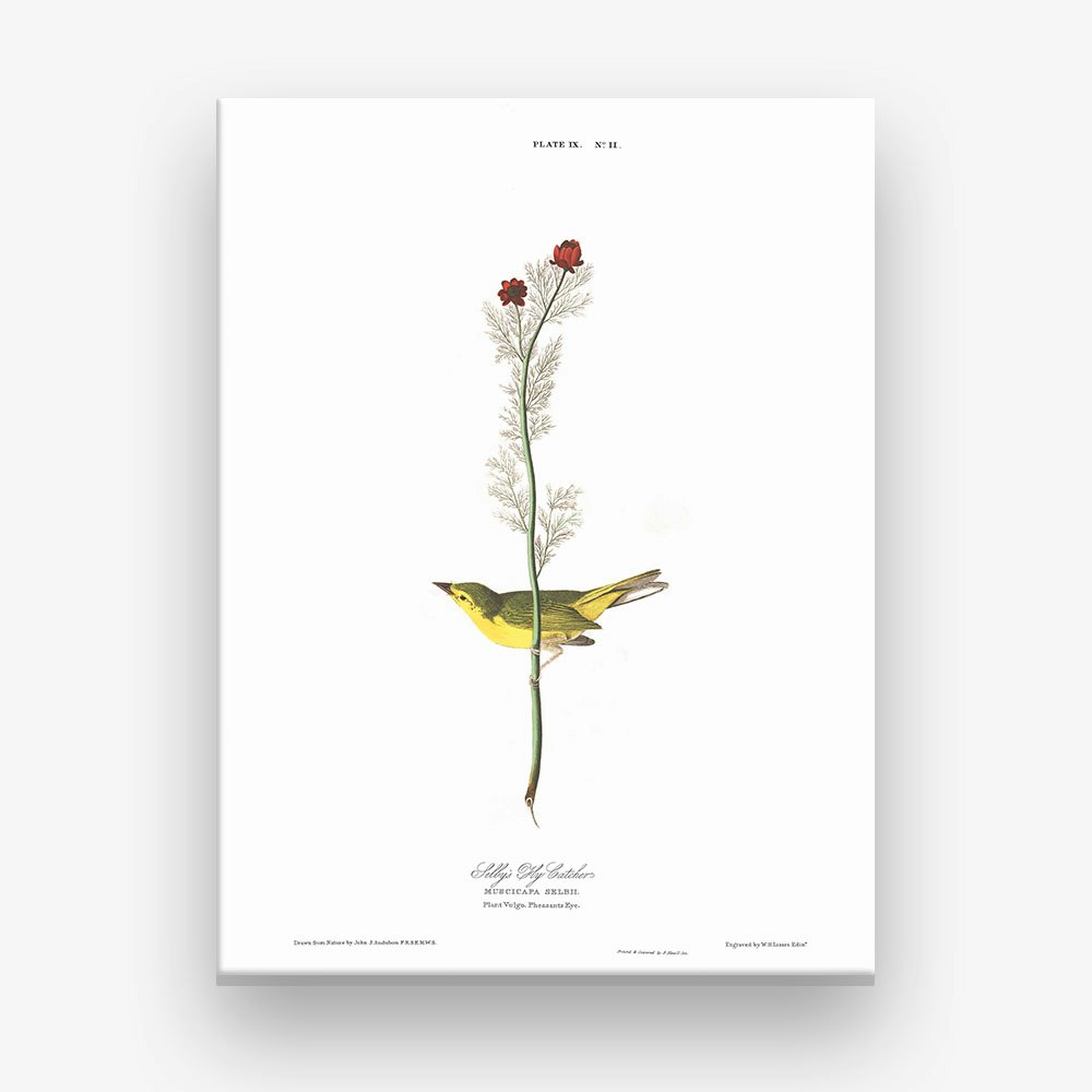 Selby's Fly Catcher Stampe su tela