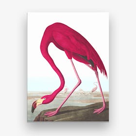 American Flamingo 2 Canvas Print