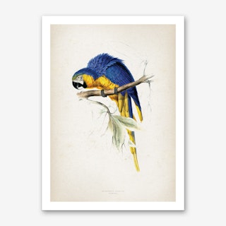 Vintage Lear 1 Macrocercus Aracange II Art Print