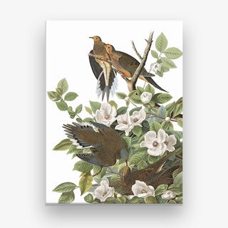 Carolina Pigeon Canvas Print