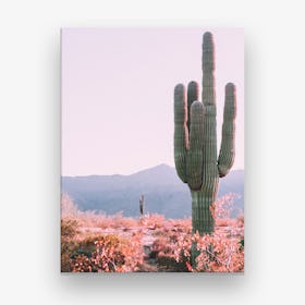 Desert Cactus Pink Canvas Print