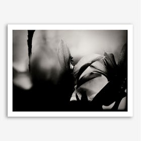 Blossoming 1 Art Print