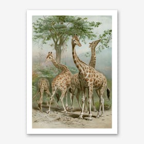 Vintage Brehm 1 Giraffe Art Print