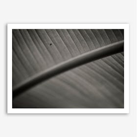 Botanical 2  Banana Leaf Art Print