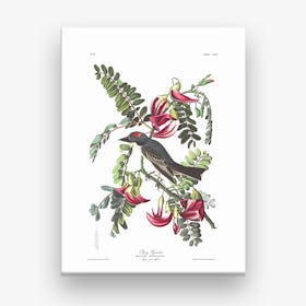 Piping Flycatcher Canvas Print