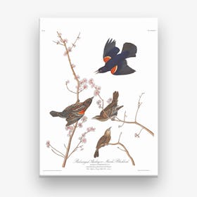 Red Winged Starling Canvas Print
