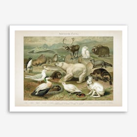 Vintage Meyers 4 Arktische Fauna Art Print
