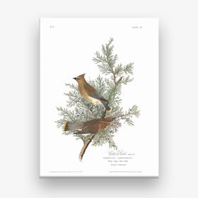 Cedar Bird Canvas Print