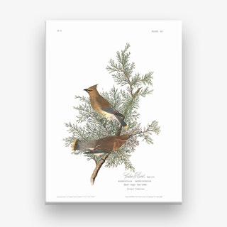 Cedar Bird Canvas Print