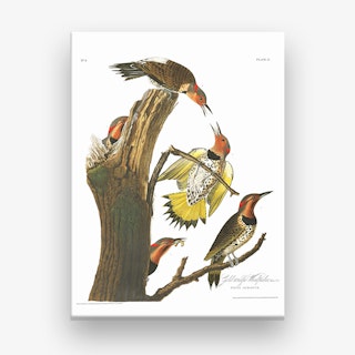 Gold Winged Woodpecker Canvas Print