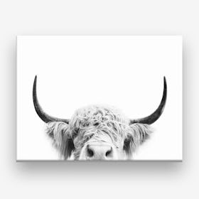 Peeking Cow  Canvas Print