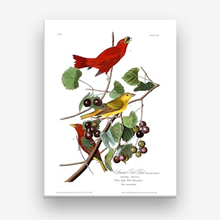 Summer Red Bird Canvas Print
