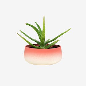 Red FlowerTop Planter – Low