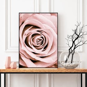 Blush Rose Art Print