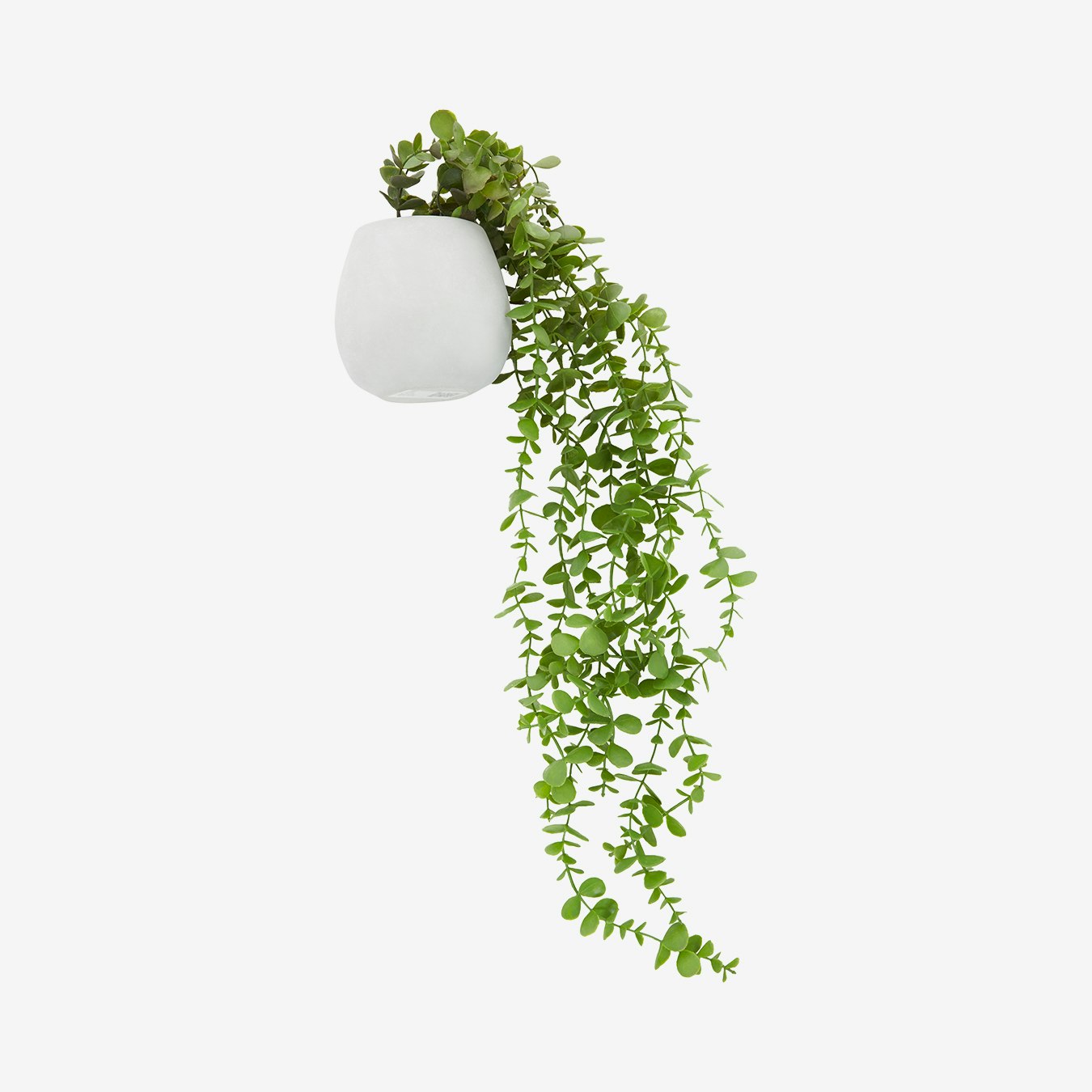 Artificial Trailing Ivy in Cement Pot - White by Fifty Five South