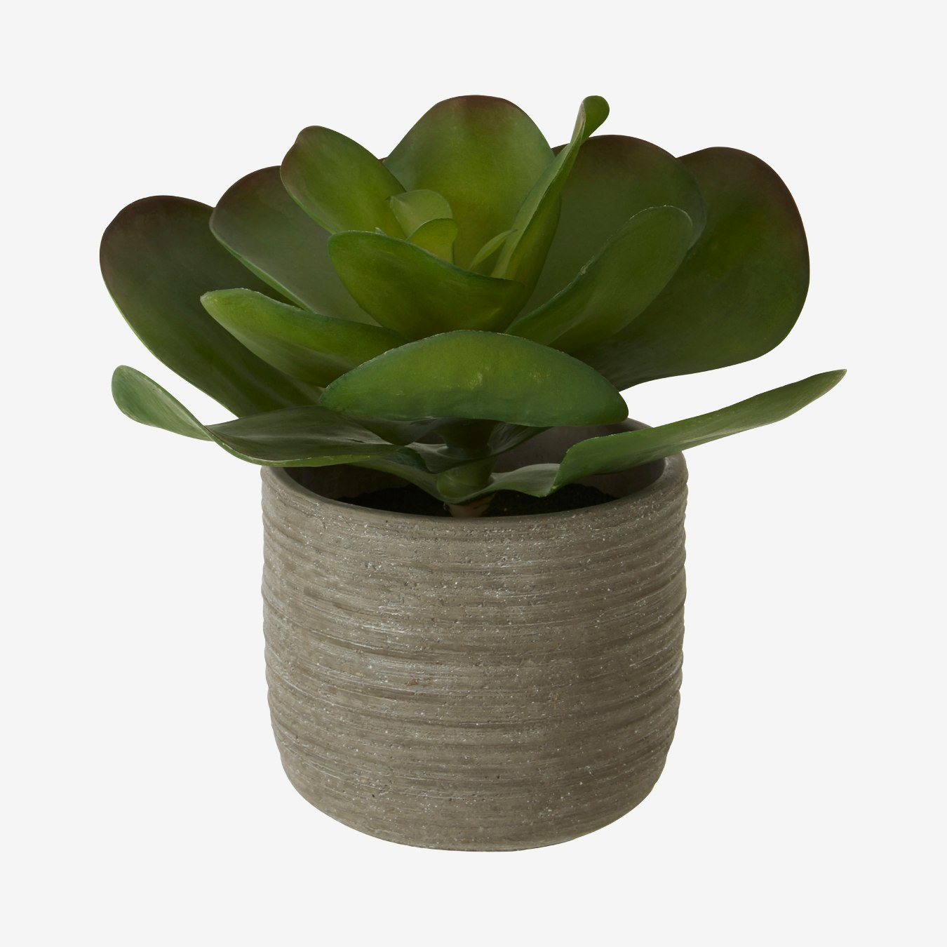 Fiori Lotus Succulent - Faux Plant and Pot - Rustic Grey - Cement by Fifty Five South