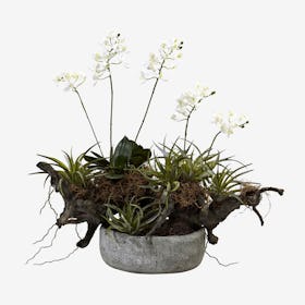 Orchid and Succulent Garden with Decorative Vase - Green