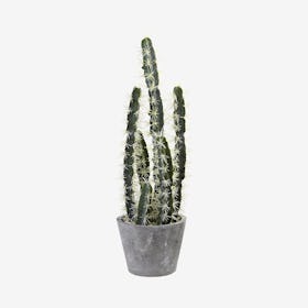 Decorative Cactus Garden with Planter - Green