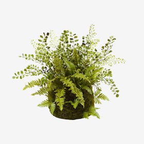 Mixed Fern with Twig and Moss Basket - Green