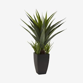 Agave with Planter - Green