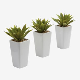 Mini Agave Plants with Planters - Green - Set of 3