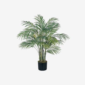 Areca Palm Tree - Green