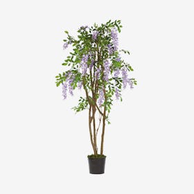Wisteria Tree with Flowers - Purple