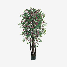 Bougainvillea Tree with Flowers - Pink / Green