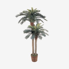 Double Potted Sago Palm Tree - Green