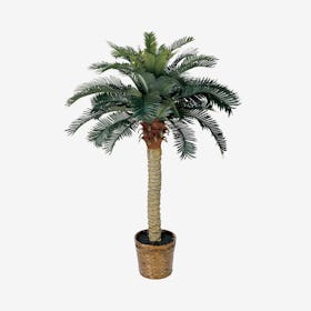 Sago Palm Tree - Green