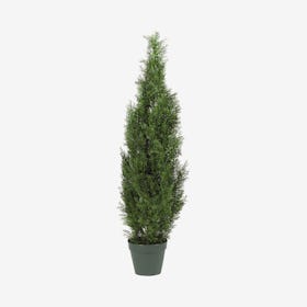 Cedar Tree - Green