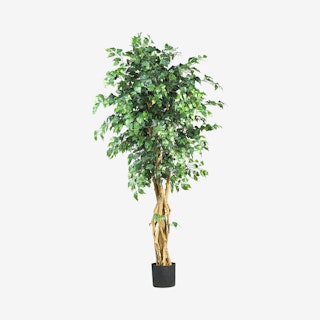 Palace Style Ficus Tree - Green