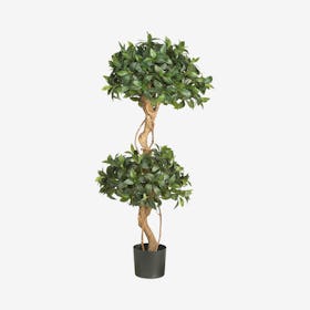 Sweet Bay Double Ball Topiary Tree - Green