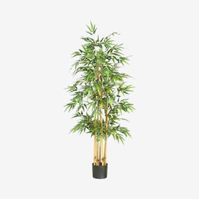 Bamboo Tree - Light Green