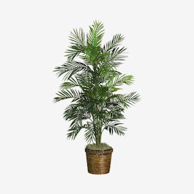 Areca Tree with Basket - Green