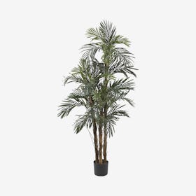 Robellini Palm Tree - Green