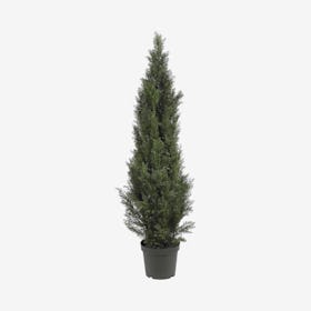 Mini Cedar Pine Tree - Green
