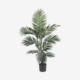 Kentia Palm Tree