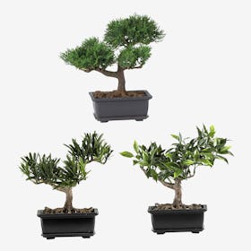 Bonsai Plants - Green - Set of 3