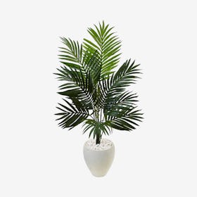Kentia Palm Tree in Oval Planter - Green