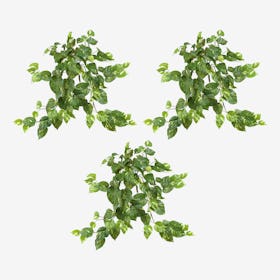 Pothos Hanging Bushes - Green - Set of 3
