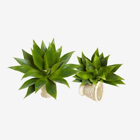Agave Succulent Plants - Green - Set of 2