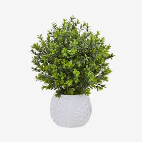 Indoor / Outdoor Boxwood in Vase - Green