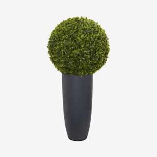 Indoor / Outdoor Boxwood Topiary in Planter - Green