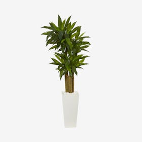 Cornstalk Dracaena Plant in Tower Planter - Green