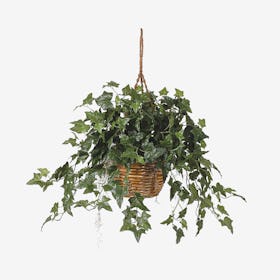 English Ivy Hanging Basket - Green