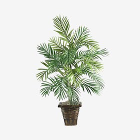 Areca Palm with Basket - Green