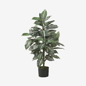 Zebra Plant - Green