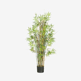 Grass Plant Bamboo - Green