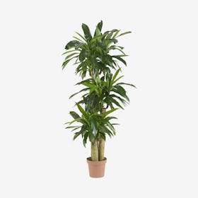 Corn Stalk Dracaena Real Touch Plant - Green